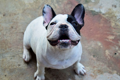 High angle view of dog sitting outdoors
