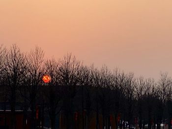 Silhouette plants against sky during sunset