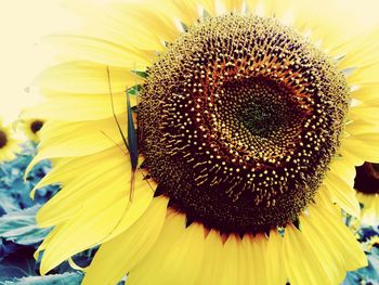 Close-up of sunflower