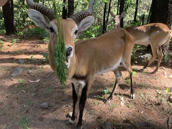 Deer standing in a field