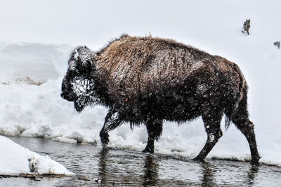 Bison walking along the shoreline at yellowstone national park