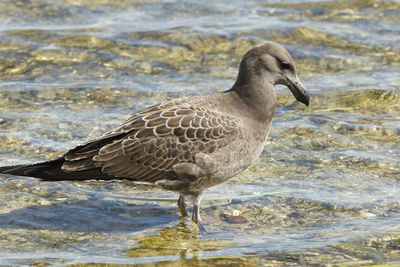 Close-up of bird in water