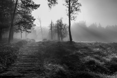 Footpath amidst trees on field in foggy weather