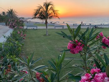 Flowering plants by sea against sky during sunset