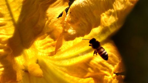 Close-up of bee flying