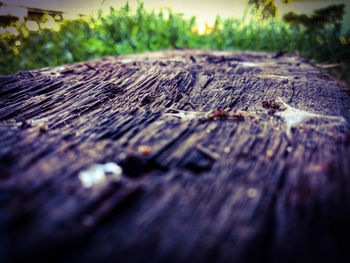 Close-up of wood on tree trunk