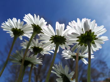 Close-up of white flowering plants against blue sky
