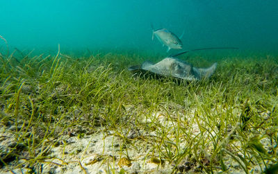 Fish swimming in sea