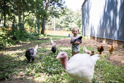 Cute baby girl screaming while holding chicken while standing on grassy field at farm