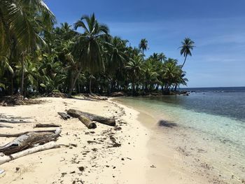 Palm trees on beach against sky