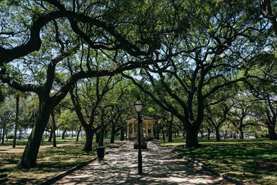 Trees in park