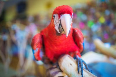 Close-up of multi colored bird