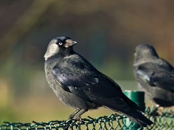 The western jackdaw, coloeus monedula, on the branch. eurasian jackdaw