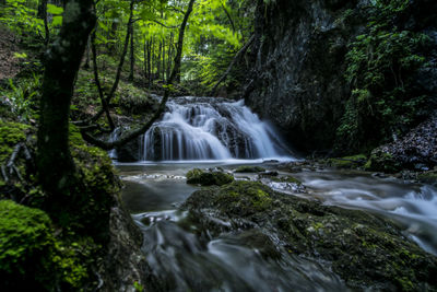 Low angle view of waterfall amidst trees in forest