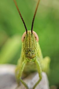 Portrait of grasshopper