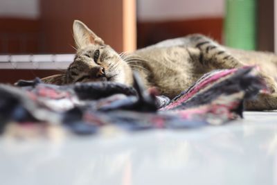 Cat sleeping at home