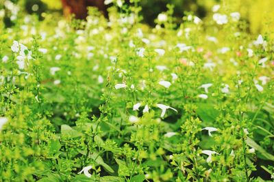 Close-up of flowering plants and leaves on field