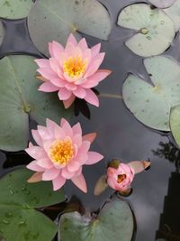 Close-up of lotus water lily in pond