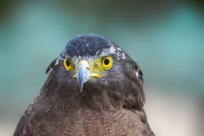 Close-up of a bird