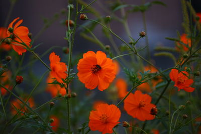 Close-up of orange cosmos flowers