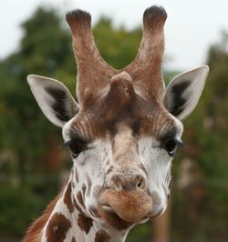 Close-up portrait of deer