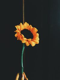 Close-up of flower against black background