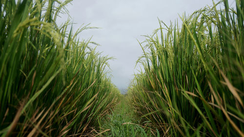 Close-up of crops growing on field against sky