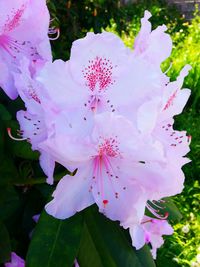 Close-up of pink flower