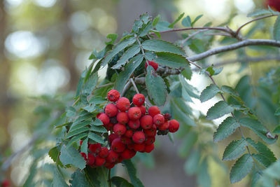 Close-up of berries growing on tree