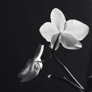 Close-up of flower blooming against black background