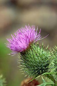 Close-up of thistle flower