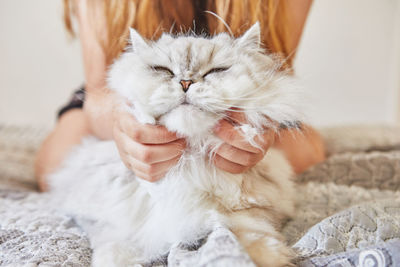 Close-up of hand holding cat