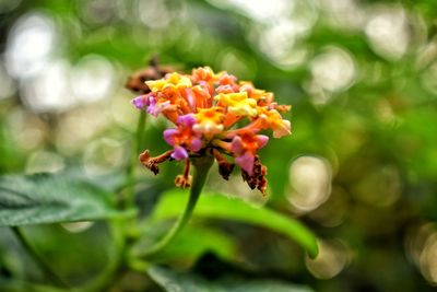 Close-up of honey bee on plant