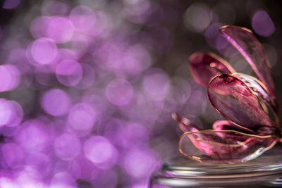 Close-up of pink flowering plant on table