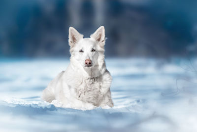 Portrait of dog on snow