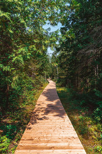 Boardwalk amidst trees