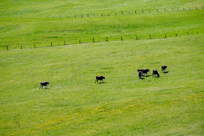 Cows grazing in a field