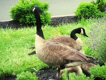 Swan on grass