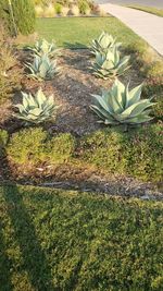 High angle view of succulent plant on field