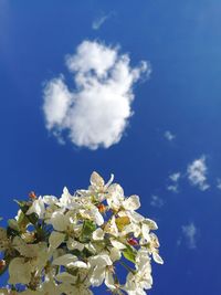 Close-up of blue flowers blooming on tree