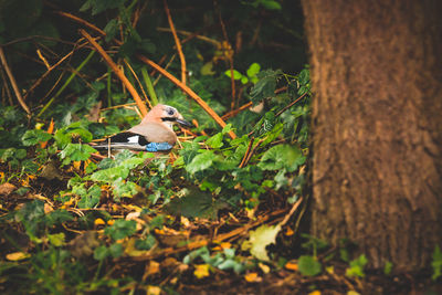 Bird perching on tree