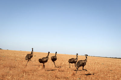 Emu birds running on arid landscape against clear sky