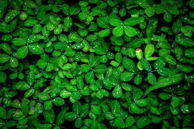 Full frame shot of wet plants