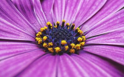 Close-up of purple flower