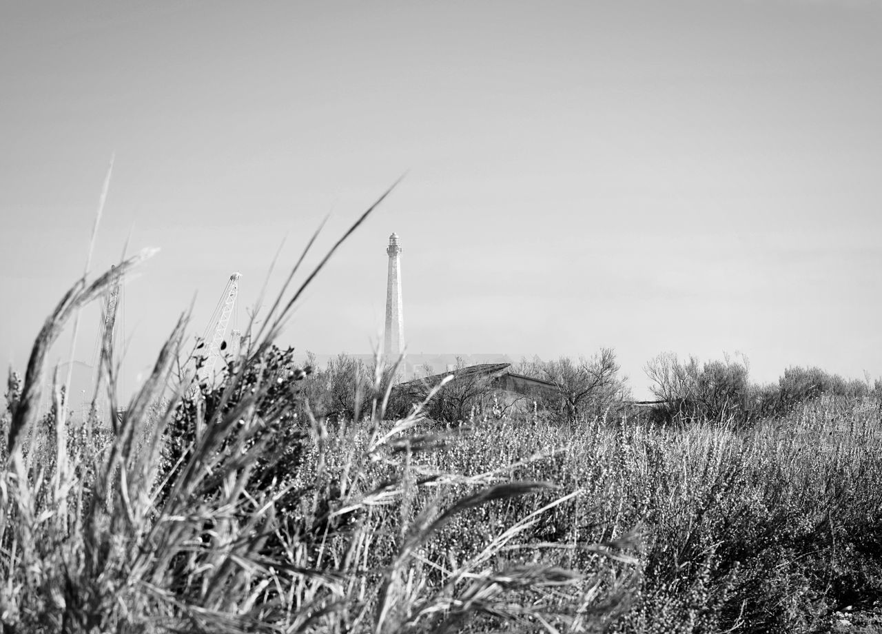 plant, sky, growth, tranquility, nature, grass, land, field, day, beauty in nature, no people, scenics - nature, tranquil scene, landscape, environment, outdoors, non-urban scene, copy space, clear sky, close-up, timothy grass