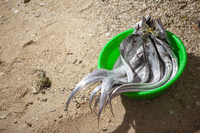 High angle view of dead fish on beach