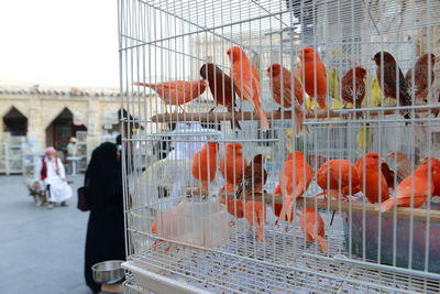 View of birds in cage