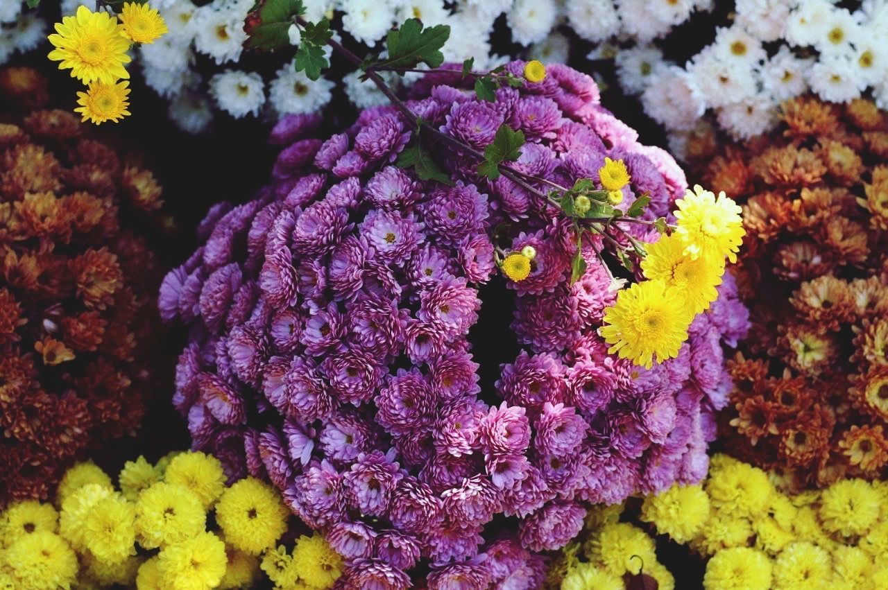 Chrysanthemum garden