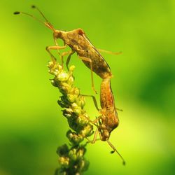 Close-up of insect on plant