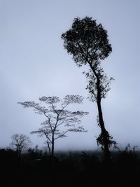 Tree against clear sky